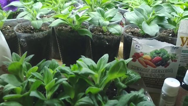 Как поживают черенки вегетативной петунии зимой