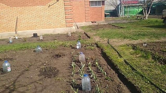 Развитие роз из питомников.Подсыхают почки и кора. смотреть онлайн