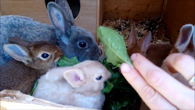 Свежая трава кроликам, да или нет? Кролиководство. Разведение кроликов. смотреть онлайн
