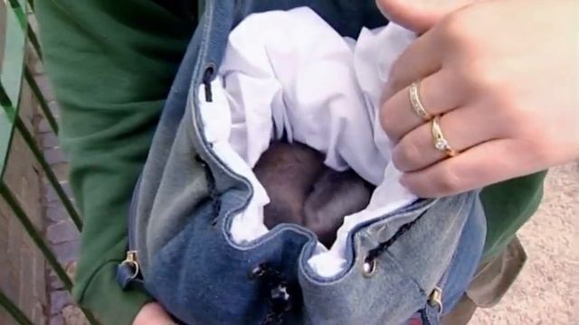 Animal Park - Tiger Operations & Bongos | Safari Park Documentary | Natural History Channel смотреть онлайн