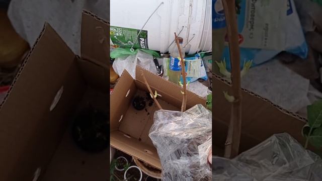 Получила Бонфайер, Петит Флори, Индиан Саммер. 21.04.2023г. смотреть онлайн