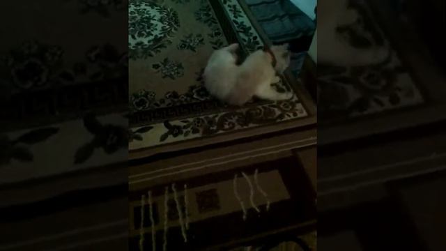 Действие желудочно кишечного чая на кота. смотреть онлайн
