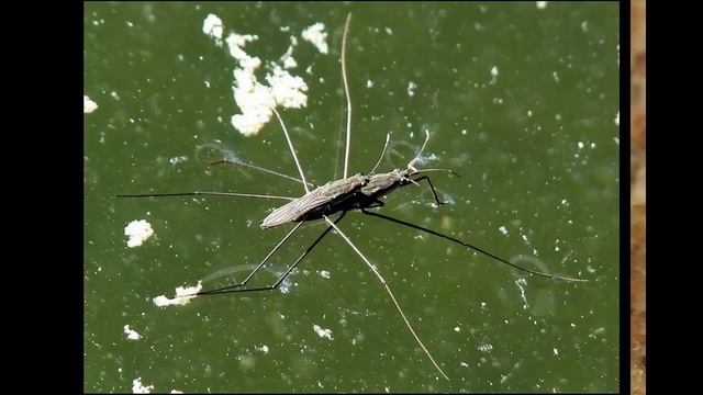 Виды клопов смотреть онлайн