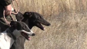 Саратовские областные испытания борзых собак по зайцу русаку и лисице 10 10 2020