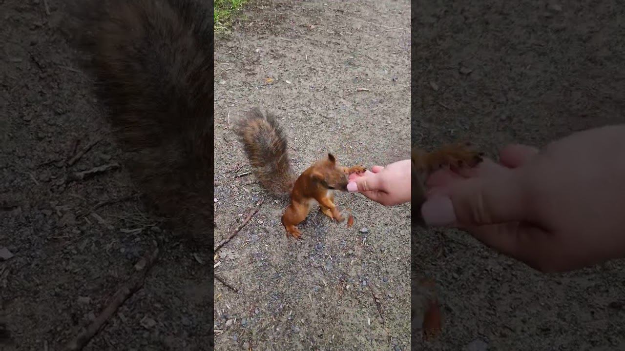 ▷Белке не понравился орех◁ смотреть онлайн