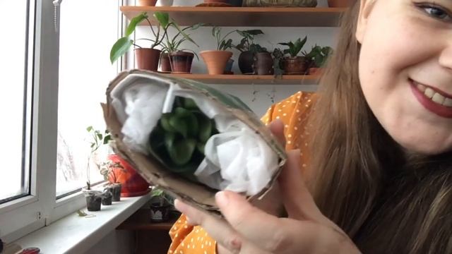 НОВЫЕ РАСТЕНИЯ В КОЛЛЕКЦИИ : пеперомия, сингониум, хойя смотреть онлайн