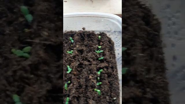 самые быстрые всходы , сегодня 4 й день 🙏🤗🎥🌱🌱🌱 смотреть онлайн