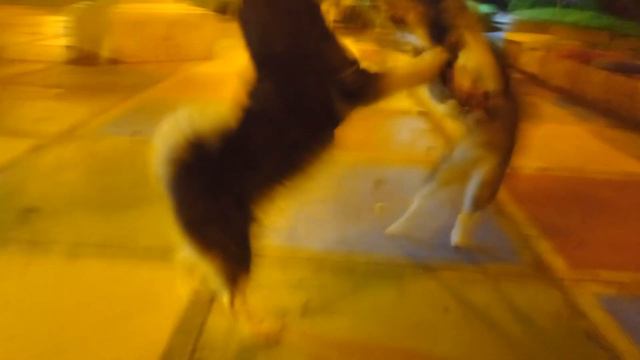 Dogs funny love story,Собачья свадьба. смотреть онлайн