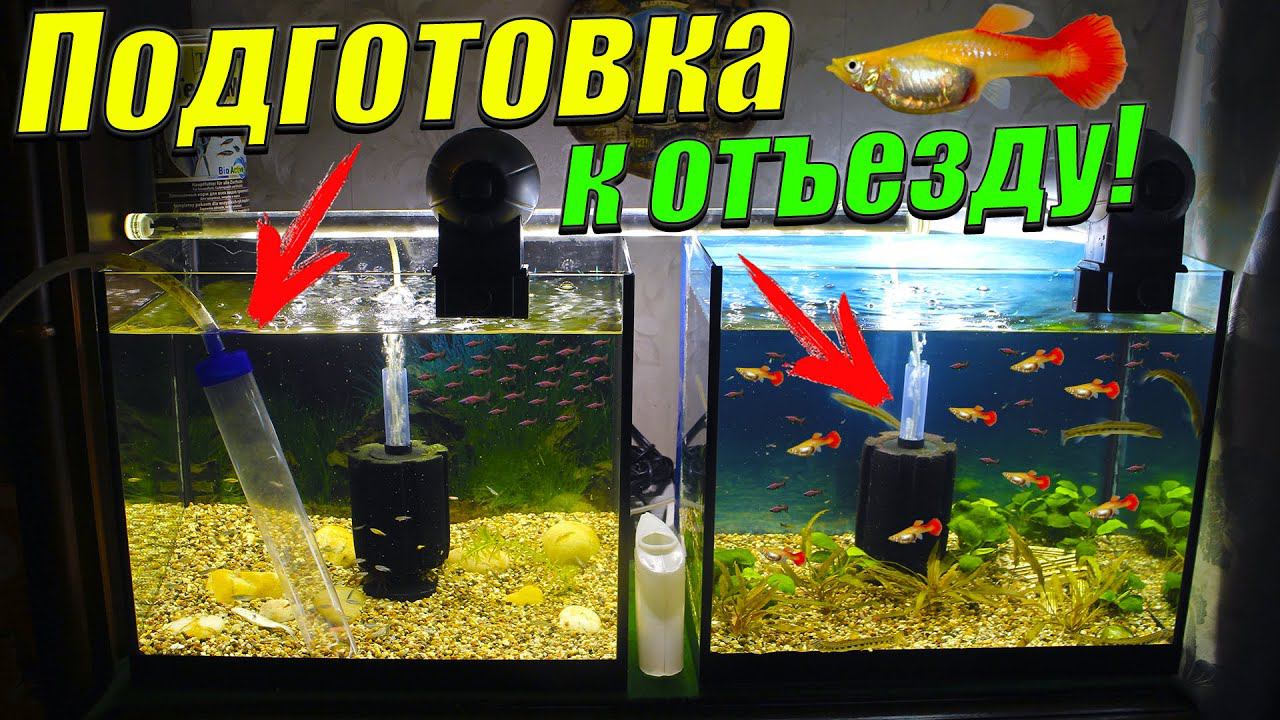 Подготовка рыборазводни к отъезду! [Подготовил аквариумы к отъезду и покормил рыбок сухим кормом!] смотреть онлайн