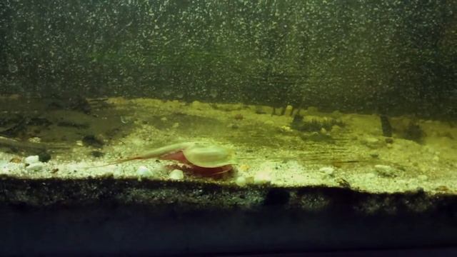 Huge Triops longicaudatus смотреть онлайн
