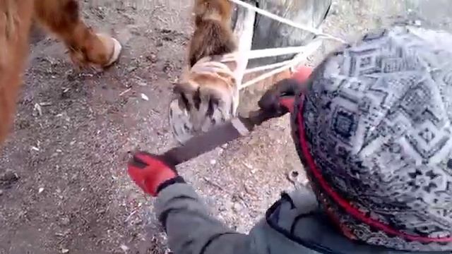 Как подковать коня?!!! смотреть онлайн