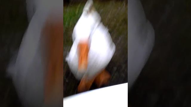 Орущие гуси смотреть онлайн