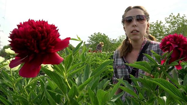 Темно-красный пион МАЙОР ГАГАРИН / Сад Ворошиловой смотреть онлайн