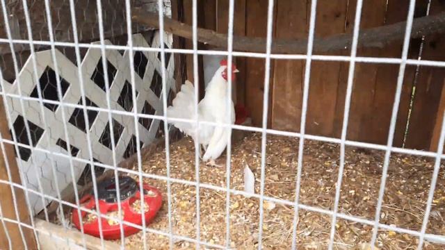 My golden zebras смотреть онлайн