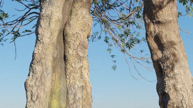 What's news in Forestation v2 for Blender ? смотреть онлайн