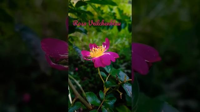 Rosa Veilchenblau смотреть онлайн