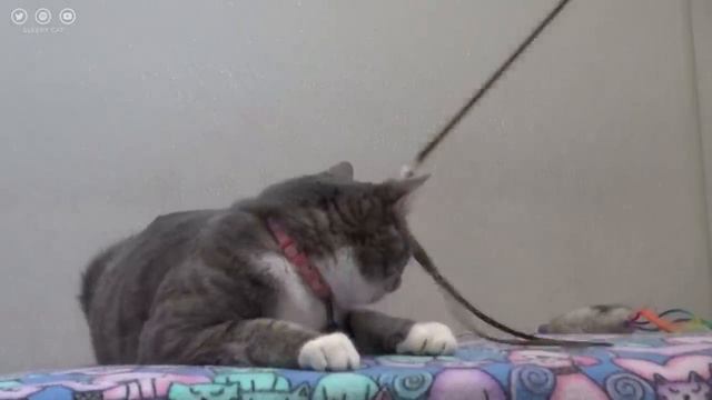 EXTRA LONG Cat Relaxation Music | Anti-Anxiety Music for Cats | Anxiety Relief in Cats | Sleepy Cat смотреть онлайн