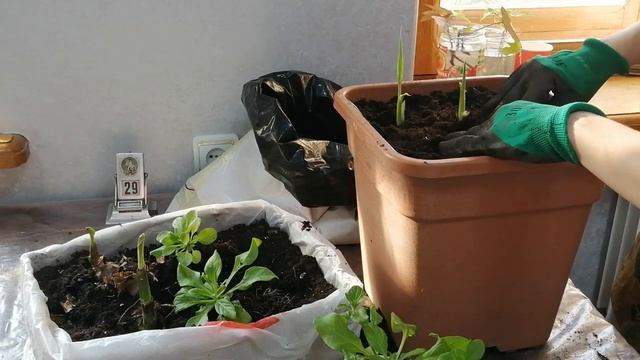 Канна. ч.3. 2021г. Посадка в кашпо на балкон. Комбинация с петуниями. смотреть онлайн