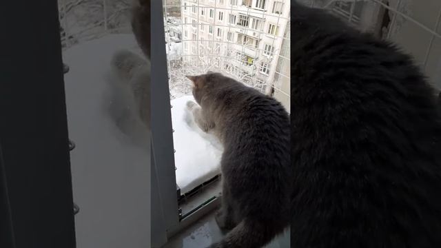 Балкончик антикошка Katfreedom смотреть онлайн