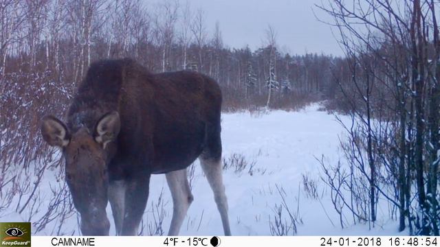 Лоси заказника "Клязьминско-Лухский" ч. 2.3 смотреть онлайн