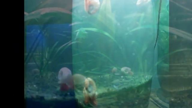 any colour you choose смотреть онлайн