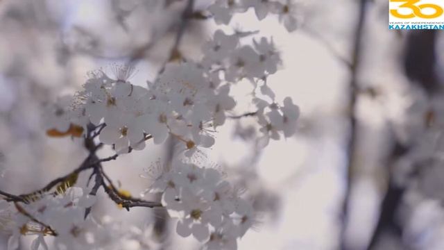 Наурыз смотреть онлайн