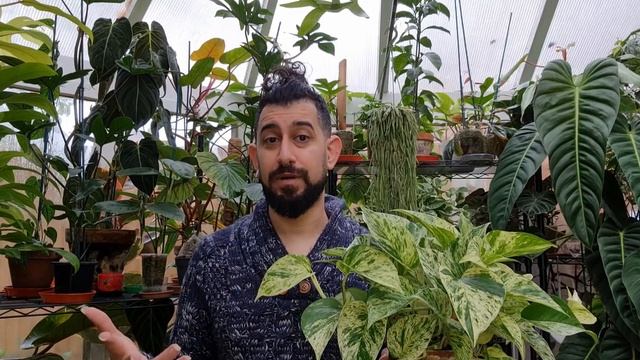 Epipremnum marble queen | Pothos Marble Queen | Variegation, Root rot and Care смотреть онлайн