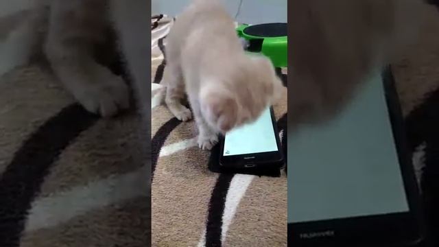 смешное видео про котёнка и телефон ? смотреть онлайн