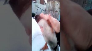 Короткоклювый селезень подсадных уток породы Березовская ?