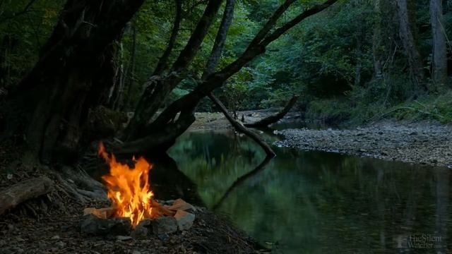 Шефлера обрезка верхушки смотреть онлайн