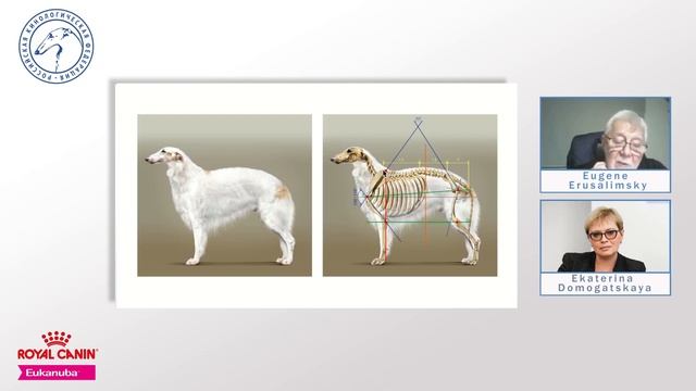 Лекция 3. Русская псовая борзая | Lecture 3. Russkaya Psovaya Borzaya (Borzoi) | РКФ смотреть онлайн