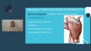 УЗД плечевого сустава   1 занятие анатомия