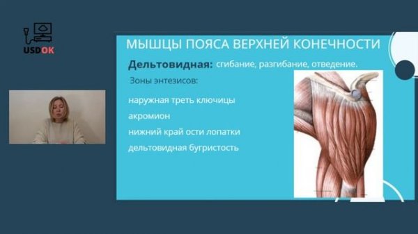УЗД плечевого сустава   1 занятие анатомия