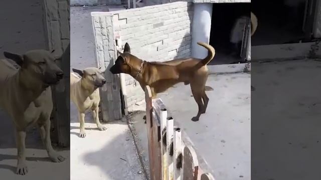 The "Internet Tough Guy" phenomenon in a nutshell смотреть онлайн