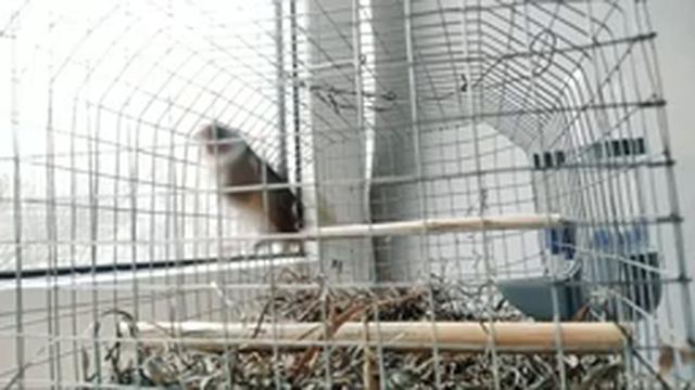 Щегол Онлайн - Пение Птиц смотреть онлайн