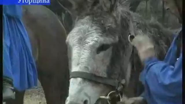 2004-Венгрия-шоу лошадей. смотреть онлайн