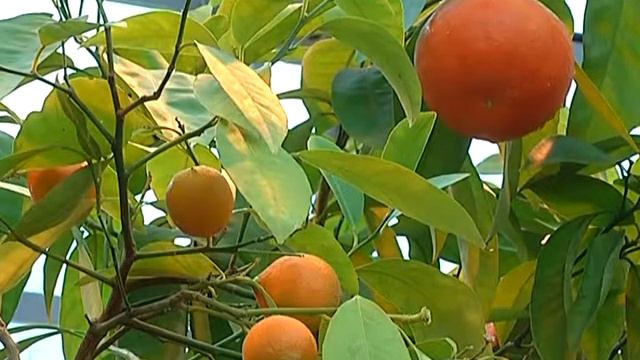Зелёный участок. Цитрусовые в зимнее время