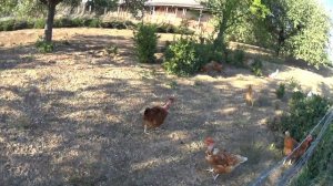 Ферма в Германии. Что выкидывают Немцы на свалку