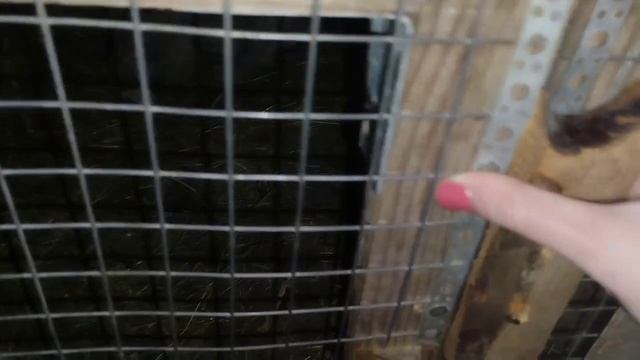 Осмотр гнезд крольчих на 17 день после окрола. ОБЗОР крольчат?️Канал для КРОЛИКОВОДОВ#кролики#окрол смотреть онлайн