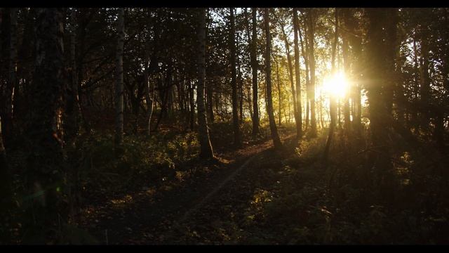 Звуки природы | пение птиц | Звуки Леса, для релаксации сна |Медитация | Relax смотреть онлайн