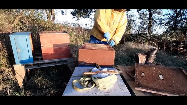 Пчеловодство в Англии. Снимаю вересковый мед. смотреть онлайн