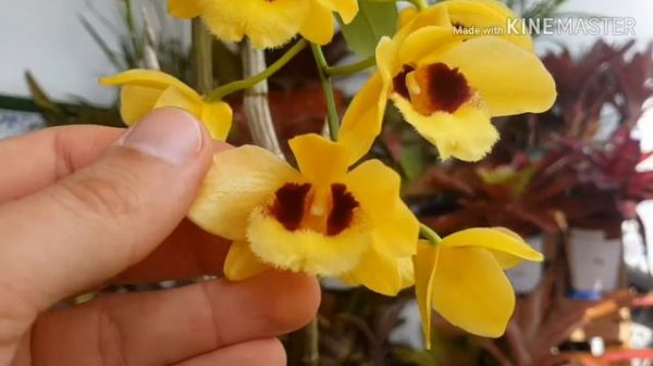 Dendrobium Gatton Sunray
