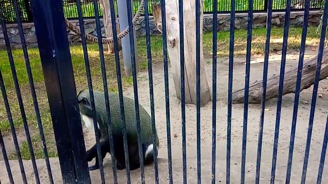 Новосибирский зоопарк смотреть онлайн
