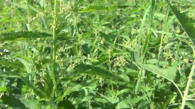 Тайга непроходимая и сказочная / Красивые виды на тайгу смотреть онлайн