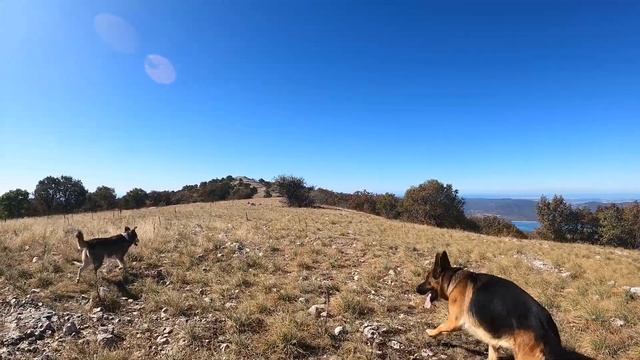 в поисках самого старого дерева...Европы? смотреть онлайн