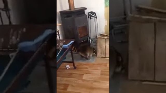 В гостях у енотов...