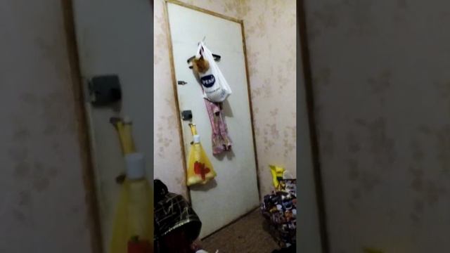 Кот не дает спать . понять и наказать смотреть онлайн