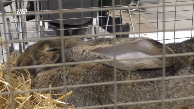 Племенное кролиководство: разведение кроликов породы ризен и калифорнийская смотреть онлайн