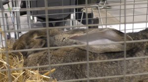 Племенное кролиководство: разведение кроликов породы ризен и калифорнийская