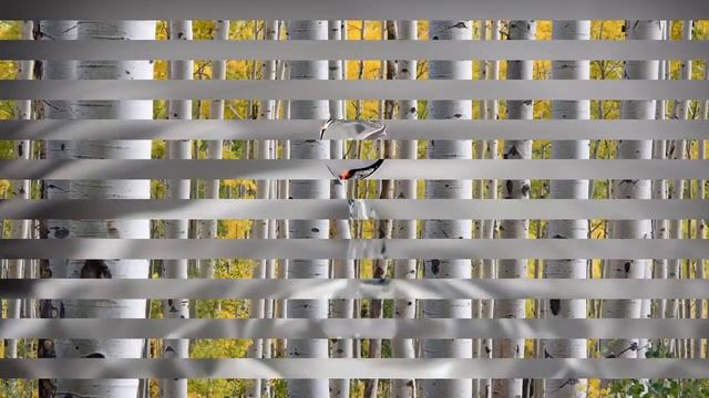 БЕРЕЗОВЫЙ СОК ПОЛЬЗА И ВРЕД БЕРЁЗОВЫЙ СОК! смотреть онлайн